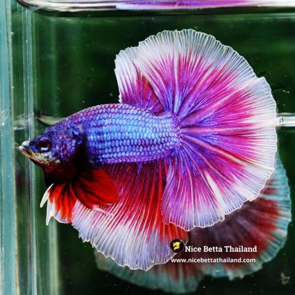 Betta Fish Prince Sukhothai Amethyst Royal Lavender OHM - Image 4