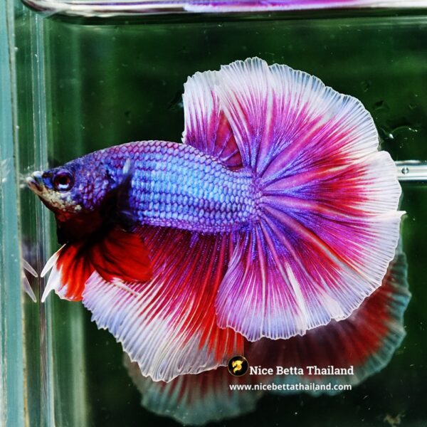 Betta Fish Prince Sukhothai Amethyst Royal Lavender OHM - Image 6