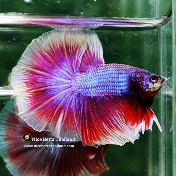 Betta Fish Prince Sukhothai Amethyst Royal Lavender OHM - Image 3
