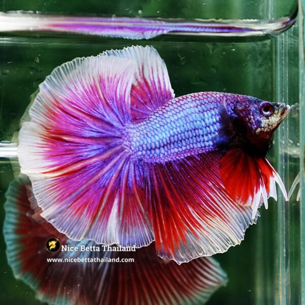 Betta Fish Prince Sukhothai Amethyst Royal Lavender OHM - Image 5
