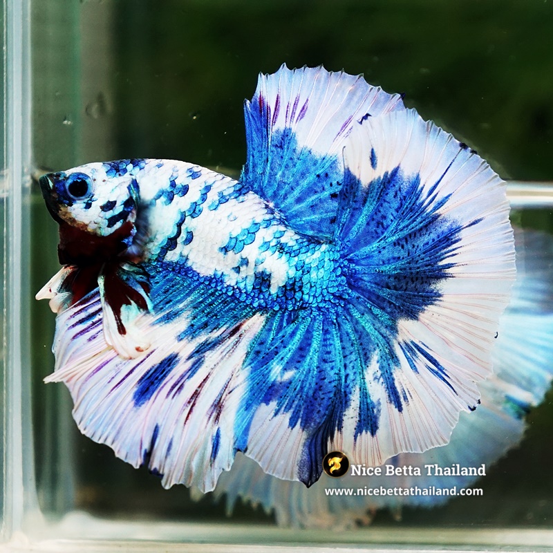Betta Fish Prince Of The Frozen Hawk OHM