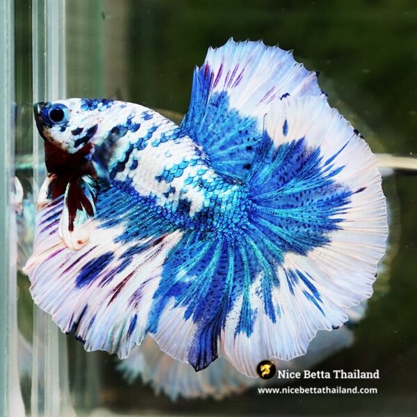 Betta Fish Prince Of The Frozen Hawk OHM - Image 6