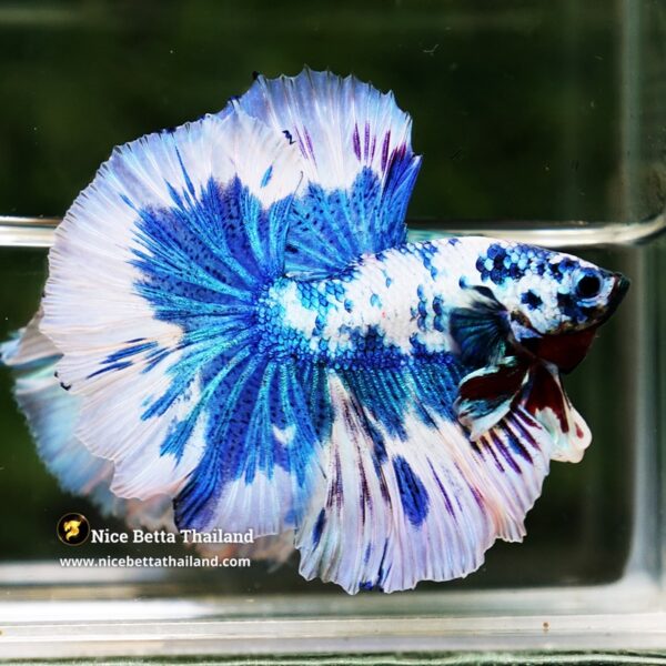 Betta Fish Prince Of The Frozen Hawk OHM - Image 5