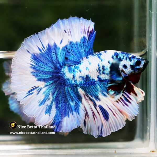 Betta Fish Prince Of The Frozen Hawk OHM - Image 3