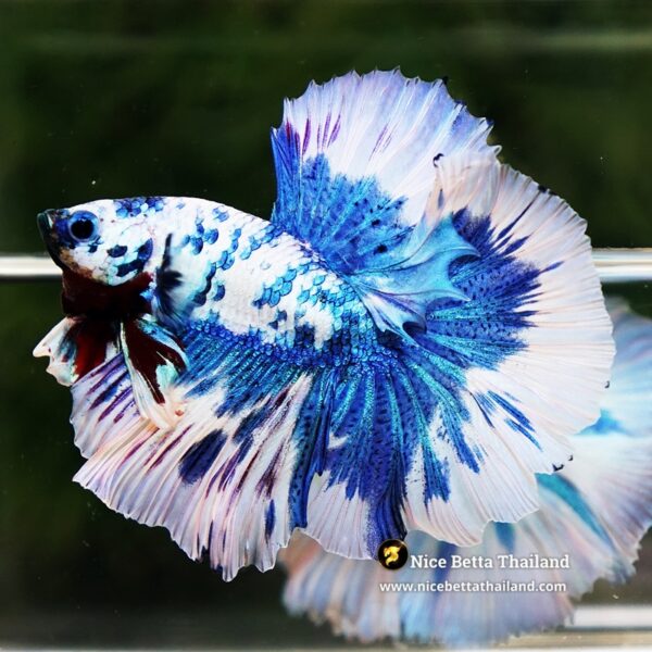 Betta Fish Prince Of The Frozen Hawk OHM - Image 4