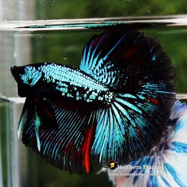 Betta Fish Chiangmai Peacock Blade OHM - Image 4