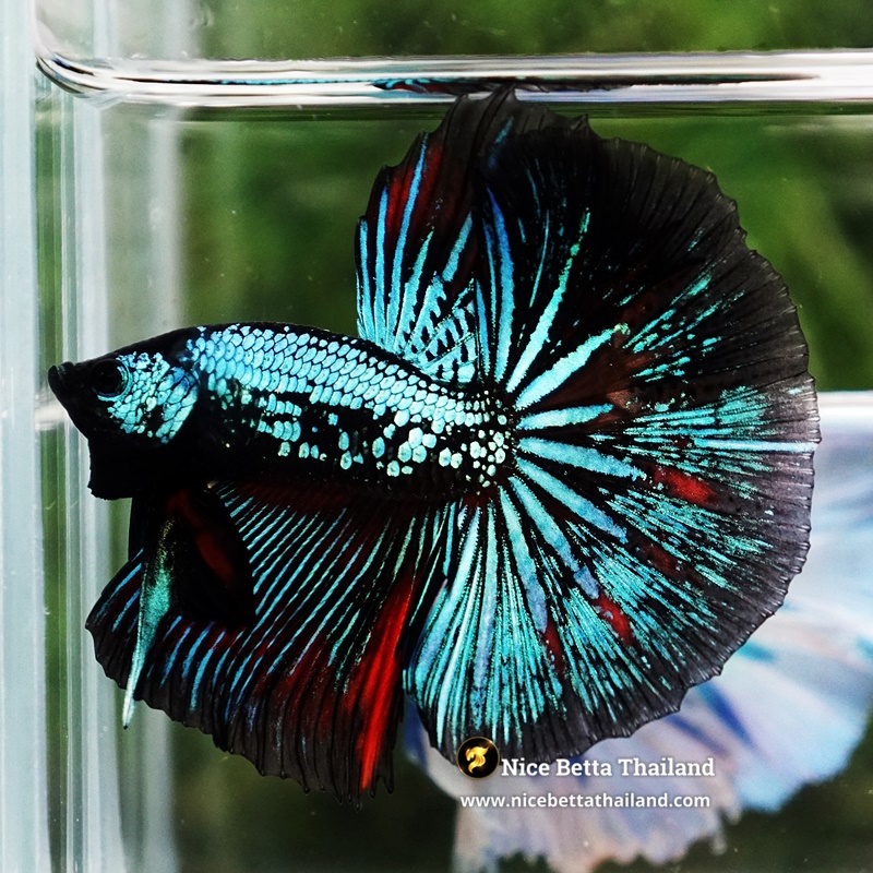 Betta Fish Chiangmai Peacock Blade OHM