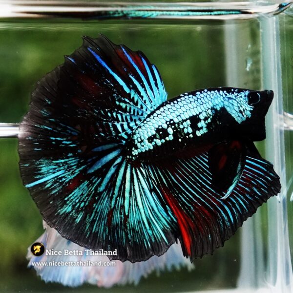 Betta Fish Chiangmai Peacock Blade OHM - Image 3
