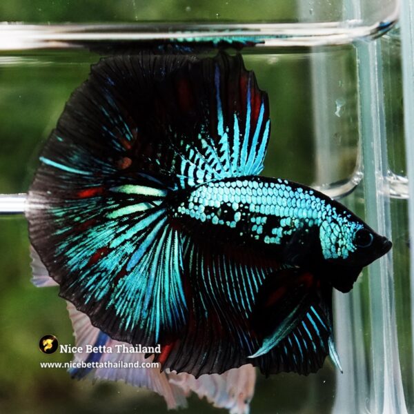 Betta Fish Chiangmai Peacock Blade OHM - Image 7