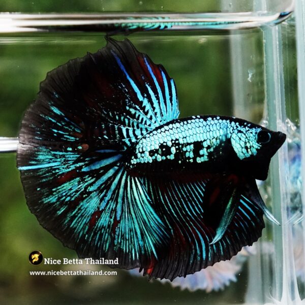 Betta Fish Chiangmai Peacock Blade OHM - Image 5