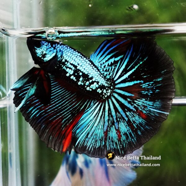Betta Fish Chiangmai Peacock Blade OHM - Image 6