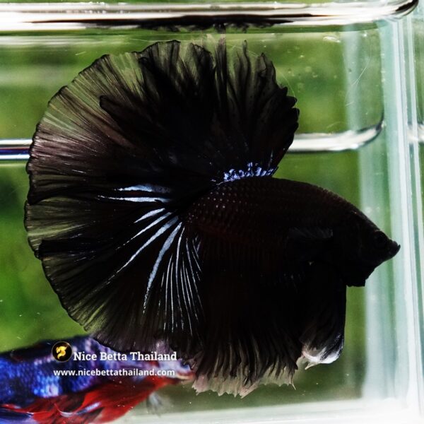 Betta Fish Dark Suriyothai Wariror Sky Hawk OHM - Image 5