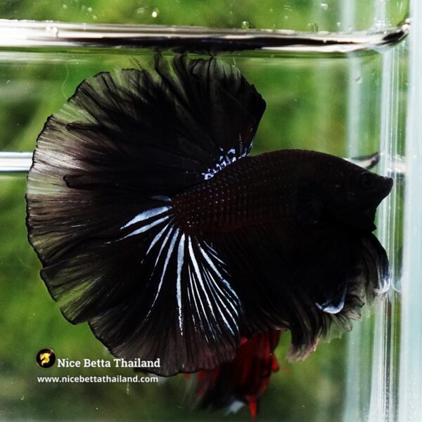 Betta Fish Dark Suriyothai Wariror Sky Hawk OHM - Image 3
