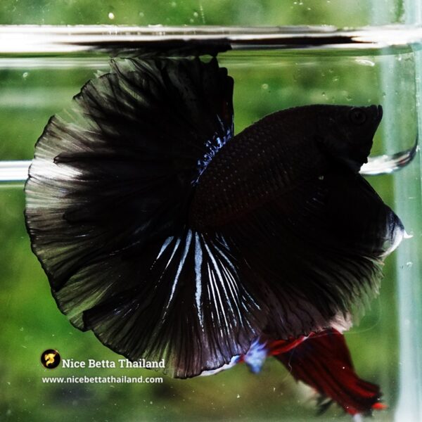Betta Fish Dark Suriyothai Wariror Sky Hawk OHM - Image 7