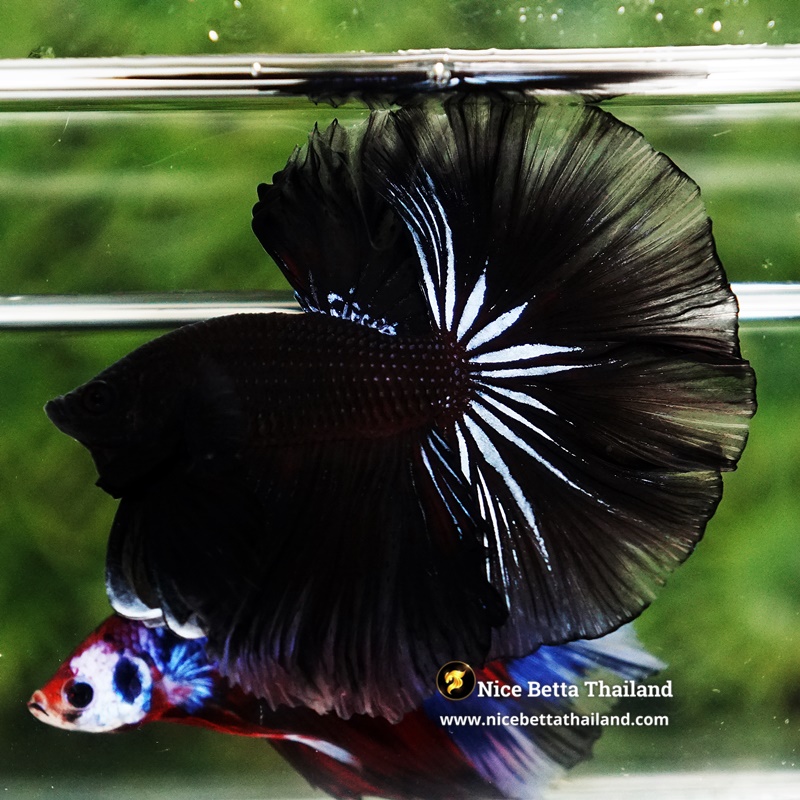 Betta Fish Dark Suriyothai Wariror Sky Hawk OHM