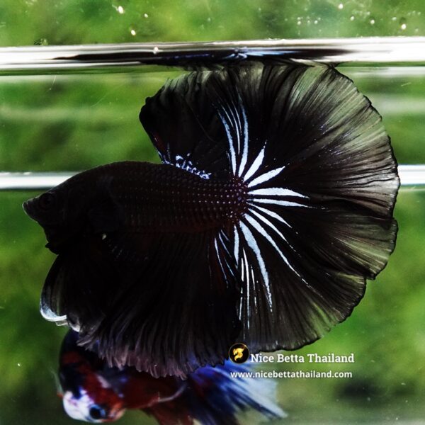 Betta Fish Dark Suriyothai Wariror Sky Hawk OHM - Image 6