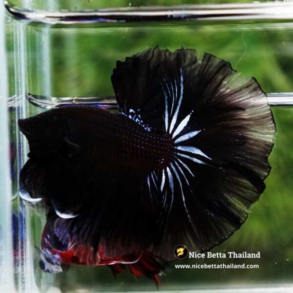 Betta Fish Dark Suriyothai Wariror Sky Hawk OHM - Image 4
