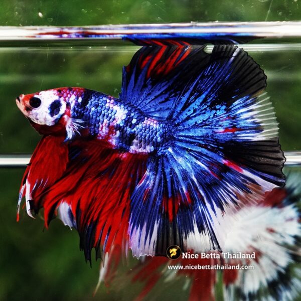 Betta Fish Fancy Phra Ruang Flameheart HM - Image 5