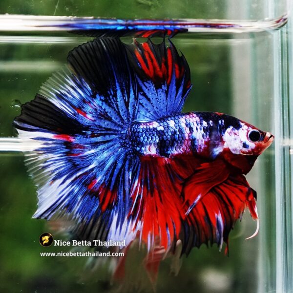 Betta Fish Fancy Phra Ruang Flameheart HM - Image 6