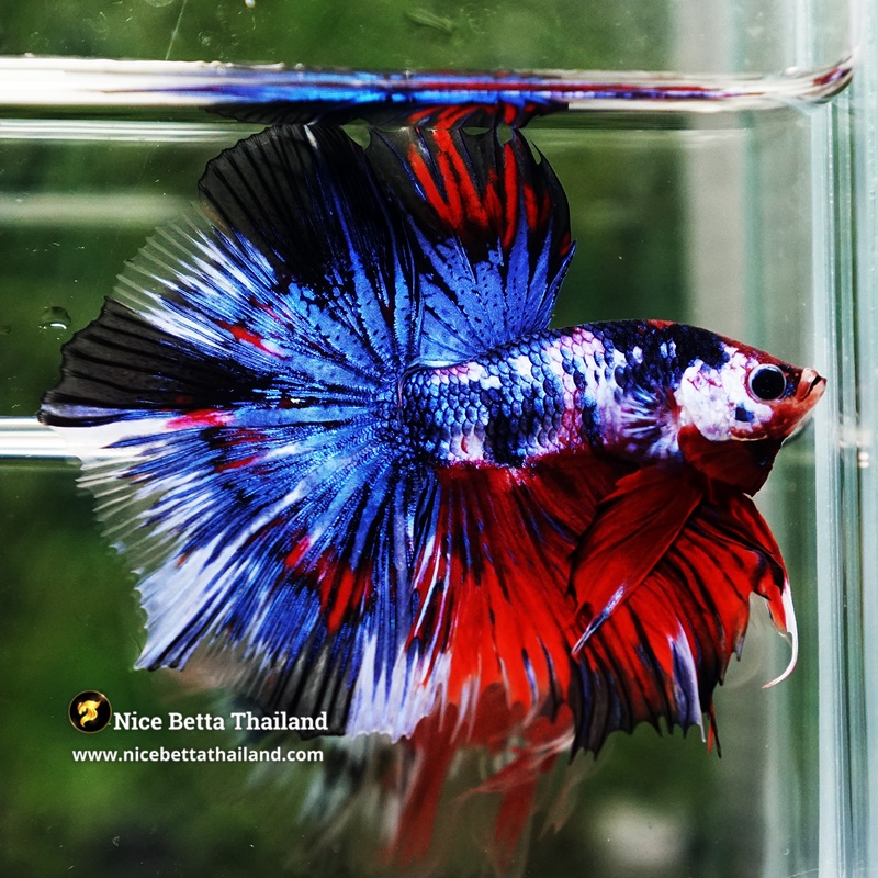 Betta Fish Fancy Phra Ruang Flameheart HM
