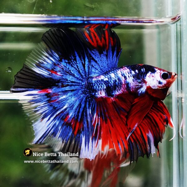 Betta Fish Fancy Phra Ruang Flameheart HM - Image 4
