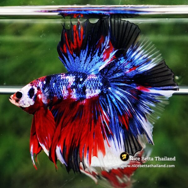 Betta Fish Fancy Phra Ruang Flameheart HM - Image 3