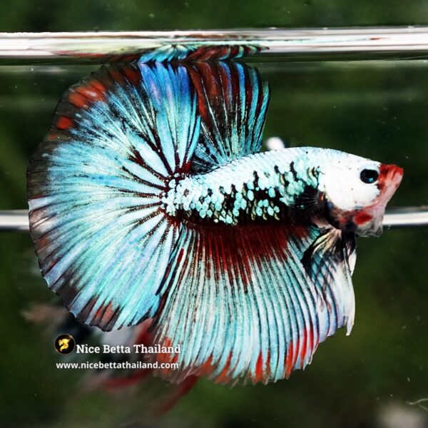 Betta Fish Thonburi Warlord Warrior HM - Image 5