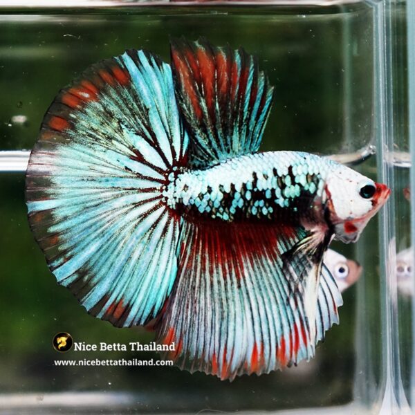 Betta Fish Thonburi Warlord Warrior HM - Image 3