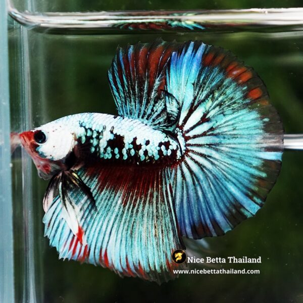 Betta Fish Thonburi Warlord Warrior HM - Image 6
