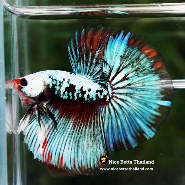 Betta Fish Thonburi Warlord Warrior HM - Image 4