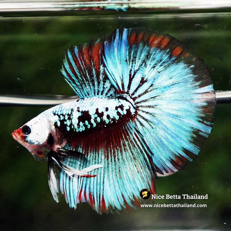 Betta Fish Thonburi Warlord Warrior HM