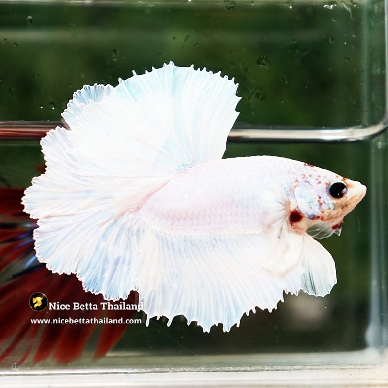 Betta Fish Prince of White Garuda Feather tail OHM