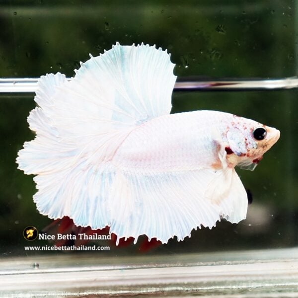 Betta Fish Prince of White Garuda Feather tail OHM - Image 4