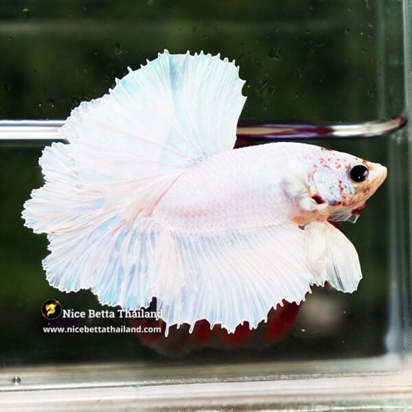 Betta Fish Prince of White Garuda Feather tail OHM - Image 6