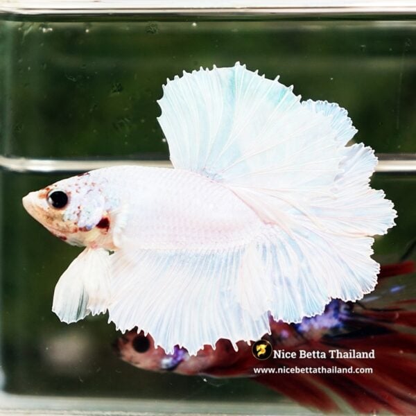 Betta Fish Prince of White Garuda Feather tail OHM - Image 5