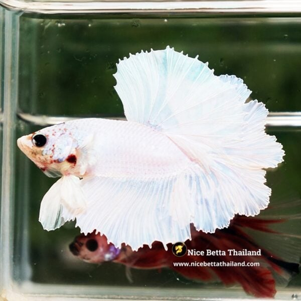 Betta Fish Prince of White Garuda Feather tail OHM - Image 3