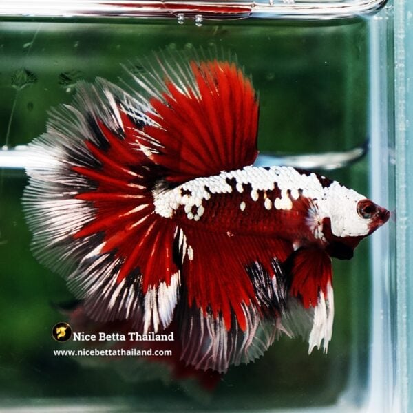 Betta Fish Killer Shadow Vampire Blood Star Samurai HM (Ultra Rare) - Image 3