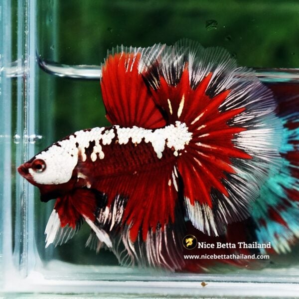 Betta Fish Killer Shadow Vampire Blood Star Samurai HM (Ultra Rare) - Image 6