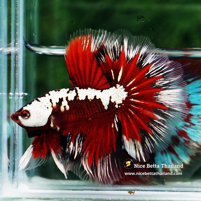Betta Fish Killer Shadow Vampire Blood Star Samurai HM (Ultra Rare)
