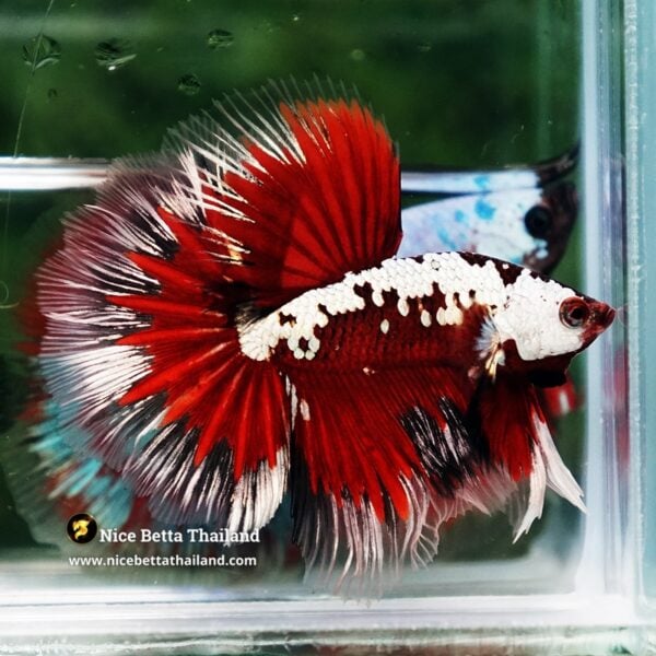 Betta Fish Killer Shadow Vampire Blood Star Samurai HM (Ultra Rare) - Image 5