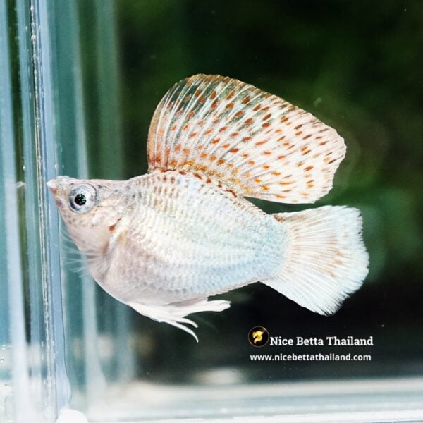 Molly Fish Kinnaree Fire Wing (Ultra Rare) - Image 6