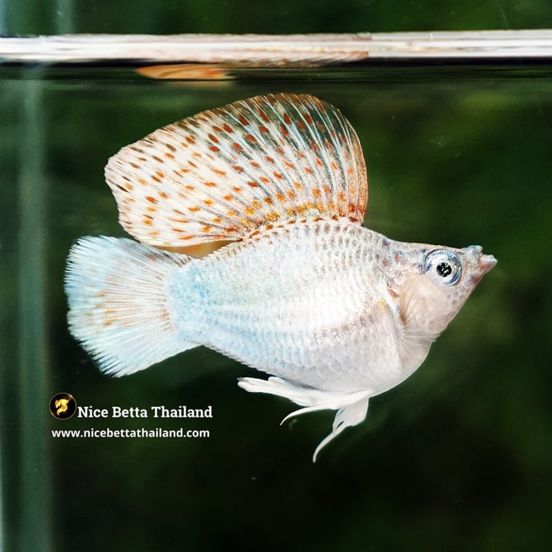 Molly Fish Kinnaree Fire Wing (Ultra Rare)
