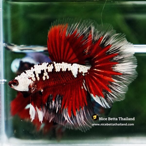 Betta Fish Killer Shadow Vampire Blood Star Samurai HM (Ultra Rare) - Image 4