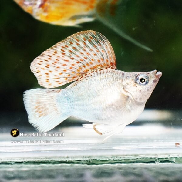 Molly Fish Kinnaree Fire Wing (Ultra Rare) - Image 4