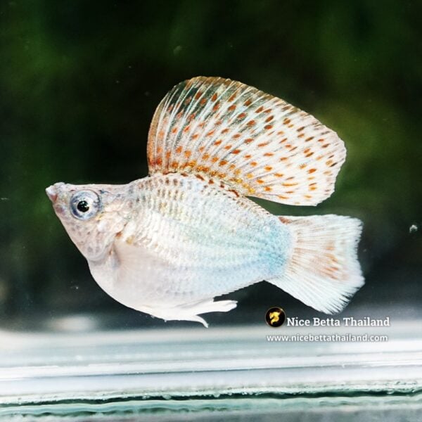 Molly Fish Kinnaree Fire Wing (Ultra Rare) - Image 5