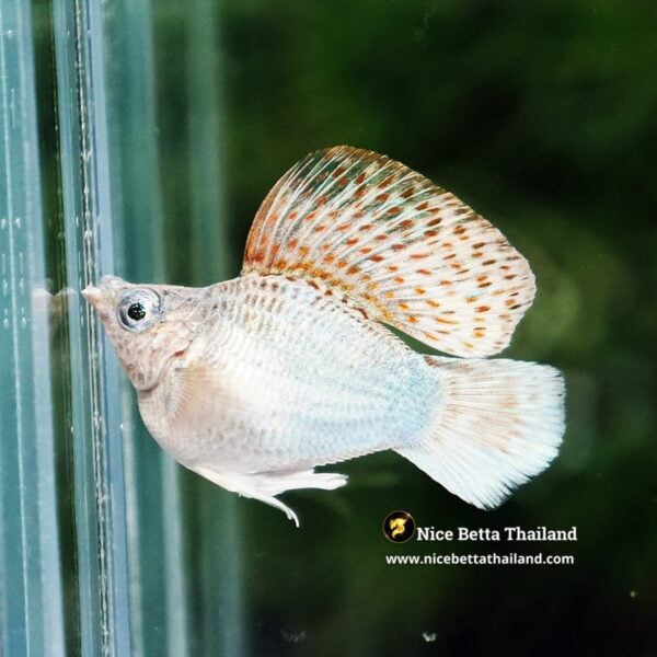 Molly Fish Kinnaree Fire Wing (Ultra Rare) - Image 3