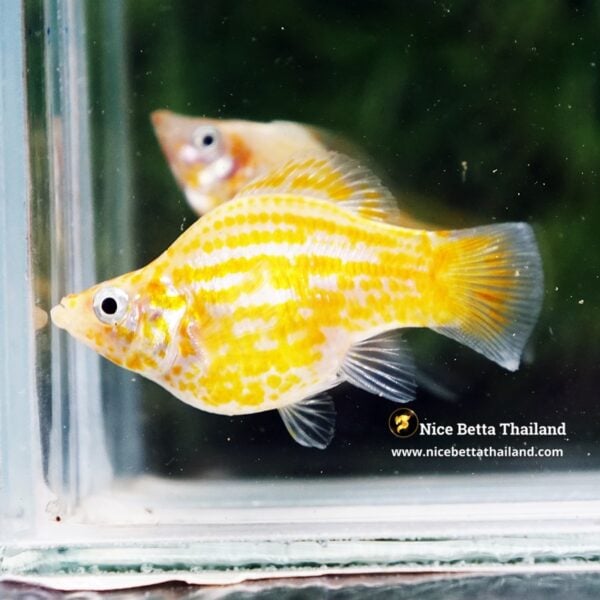 Female Molly Fish Golden Chaba - Image 4
