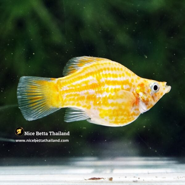 Female Molly Fish Golden Chaba - Image 3