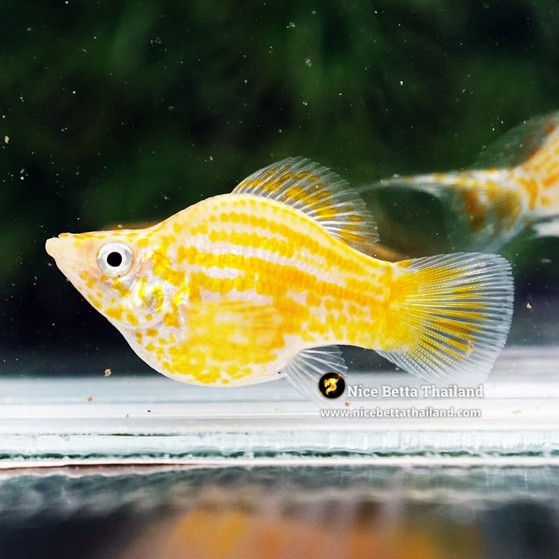 Female Molly Fish Golden Chaba