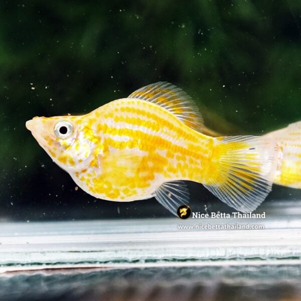 Female Molly Fish Golden Chaba - Image 5